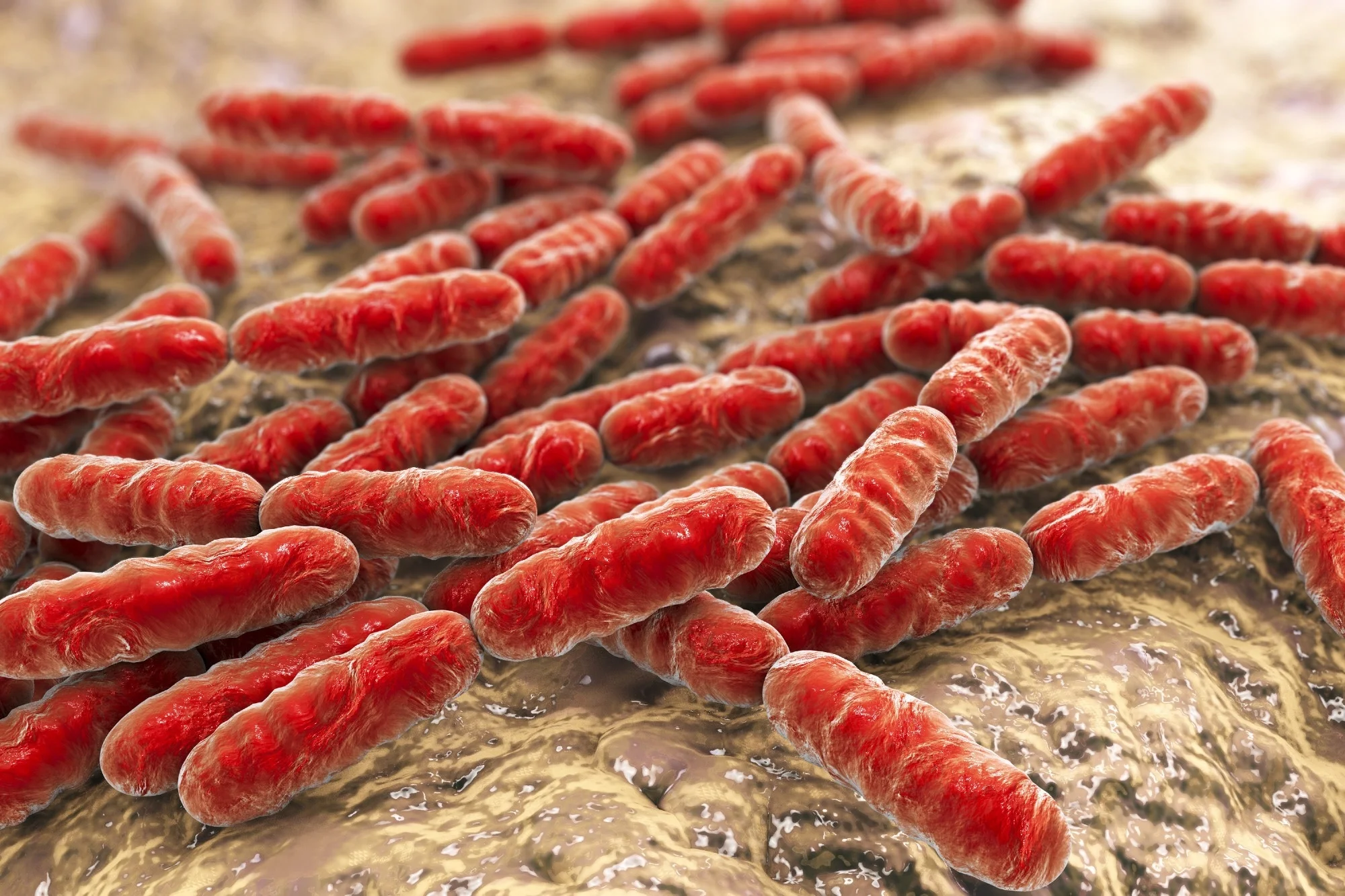 Probiotic potential of Kutajarista-derived Lactobacillus species in gastrointestinal health